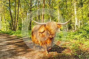 Scottish Highlander cow walking on dirt road