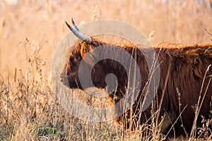 Scottish highlander cow walking in reed field