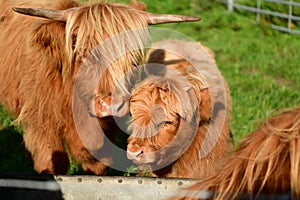 Scottish highlander cow with young, long hair