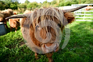 Scottish highlander cow with young, long hair