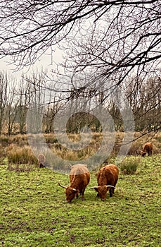 Scottish Highlander cows grazing