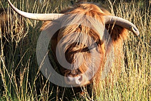 Scottish Highlander between high grass