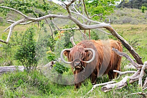 Scottish Highlander or Highland cattle on dunes in North Holland. The Netherlands.