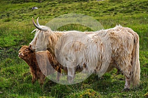 Scottish highlander or Highland cow cattle (Bos taurus taurus) mother and her calf.