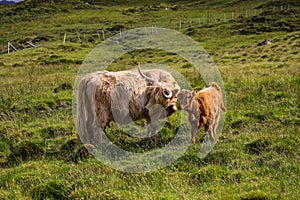Scottish highlander or Highland cow cattle (Bos taurus taurus) mother and her calf.