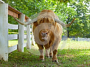 Scottish highlander ox