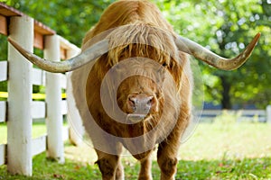 Scottish highlander ox photo