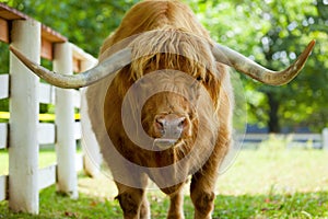 Scottish highlander ox