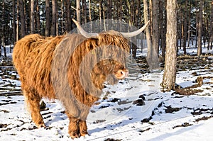 Scottish highlander ox