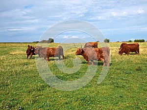 Scottish highlander ox cows