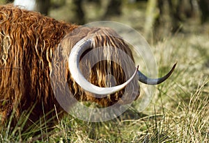 Scottish highlander ox photo
