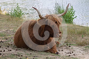 A Scottish Highlander rests at a waterpool in nature