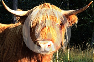 Scottish Highlander right in the eye