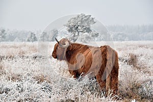 Scottish highlander in snow