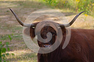 A Scottish Highlander watching the camera