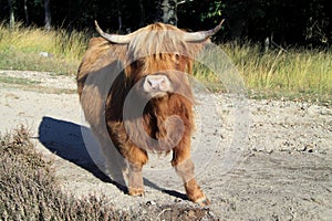 Scottish highlanders keep the vegetation of nature in