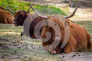 Scottish Highlanders in the nature  rest