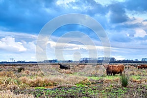 Scottish Highlands cattle on pasture