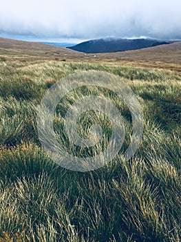 Scottish Highlands grass