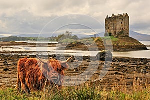 Scottish highlands landscape