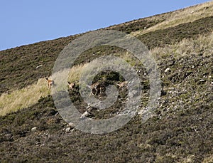 Scottish Highlands, Scotland - wild deer on a side of a hill, blue skies.