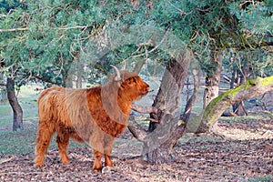 Scottish Higlander or Highland cow cattle