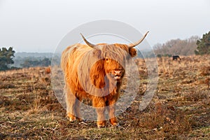 Scottish Higlander or Highland cow cattle