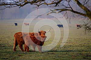 Scottish Higlander or Highland cow cattle