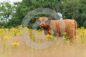 Scottish Higlander or Highland cow cattle