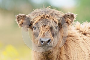 Scottish Higlander or Highland cow cattle