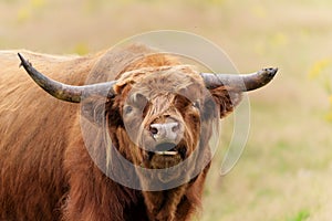 Scottish Higlander or Highland cow cattle