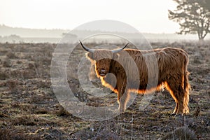 Scottish Higlander or Highland cow cattle r