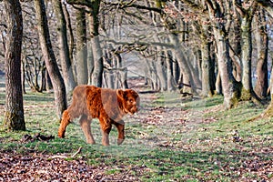 Scottish Higlander or Highland cow cattle r