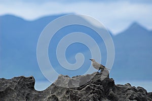 Scottish Island Mountain Silhouette, with Songbird on Rock