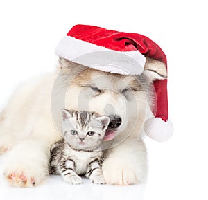 Scottish Kitten and alaskan malamute puppy in red christmas hat. isolated on white background
