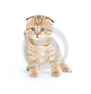 Scottish kitten fold pure breed staying isolated photo