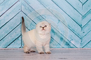Scottish kitten in a light color plays
