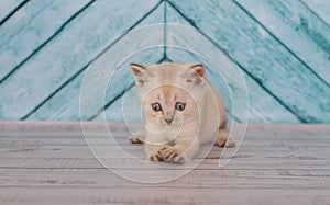 Scottish kitten in a light color plays