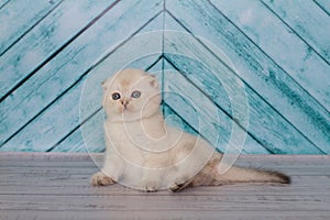 Scottish kitten in a light color plays