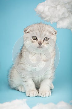 Scottish kitten with a long mustache poske in front of the camera on a blue background.