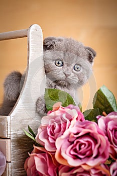 Scottish kitten portrait. Cat at home. Scottish Fold Cat. Siting in box cat. Flower decoration