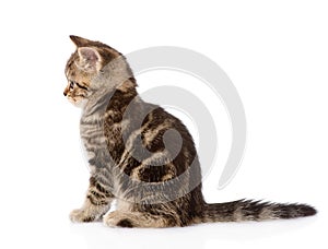 Scottish kitten in profile. isolated on white background