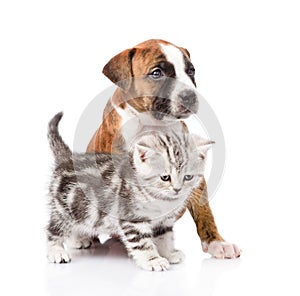 Scottish kitten and puppy looking away. isolated on white background