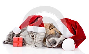 Scottish kitten and puppy with santa hat sleeping together. isolated