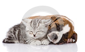 Scottish kitten and puppy sleeping together. isolated