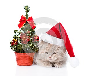 Scottish kitten with red santa hat and christmas tree. isolated