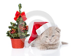 Scottish kitten with red santa hat and christmas tree. isolated