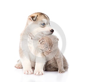 Scottish kitten and Siberian Husky puppy sitting together. isolated