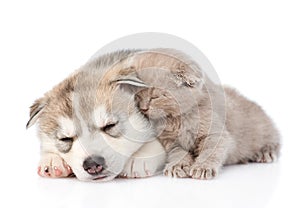 Scottish kitten and Siberian Husky puppy sleeping together. isolated