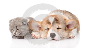 Scottish kitten and Siberian Husky puppy sleeping together. isolated